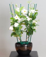 Ultimate Plant Cage