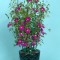 plant cage_smaller