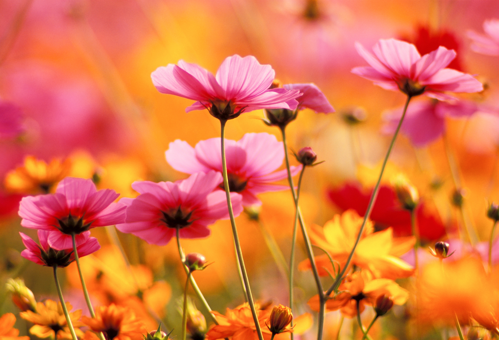 Growing Different Types of Flowers: Annuals, Perennials ...