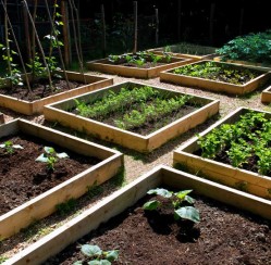 What Are Some Good Tips For Growing Vegetables At Home?