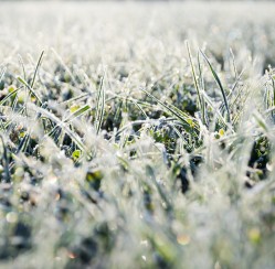 How to Take Care of Your Lawn This Winter