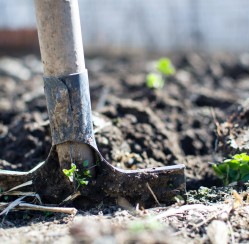 Why Every Homeowner Should Plant Trees in Their Yard