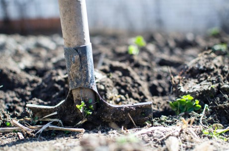 Why Every Homeowner Should Plant Trees in Their Yard