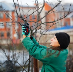 How to Care for Fruit Trees During the Winter
