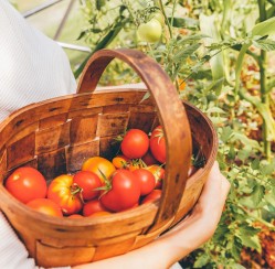 Harvest Time! How To Prep Your Garden’s Bounty