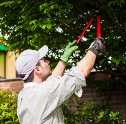 Are You an Amateur Arborist? How to Provide Care for Your Trees