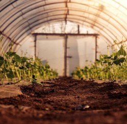 Erecting a Greenhouse? How to Get It Up and Running This Season