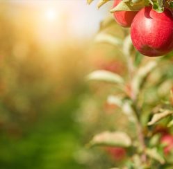 4 Ways to Make Your Fruit Trees Produce More Every Season