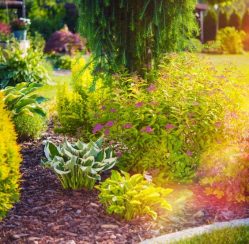 How to Spruce Up Your Yard With Plants